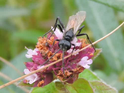 Podalonia hirsuta